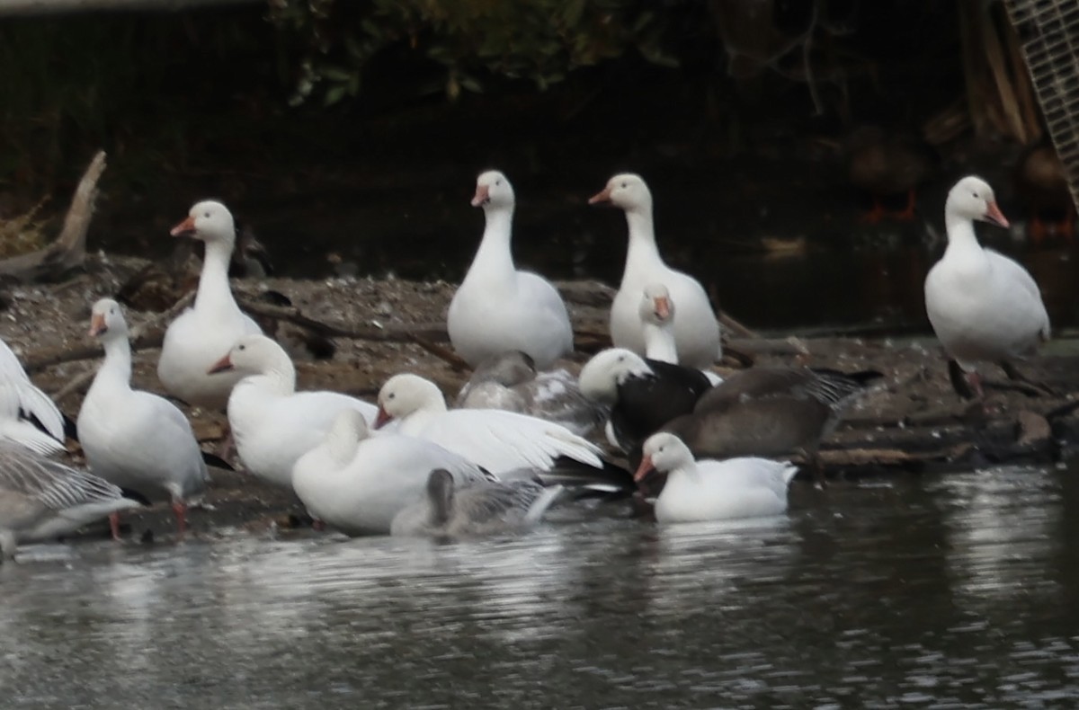 Snow Goose - ML642767890