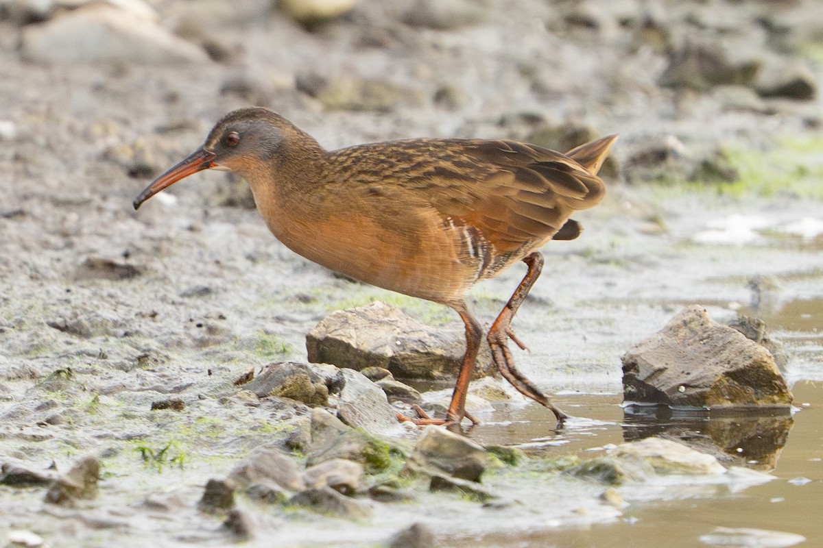 Virginia Rail - ML642767893