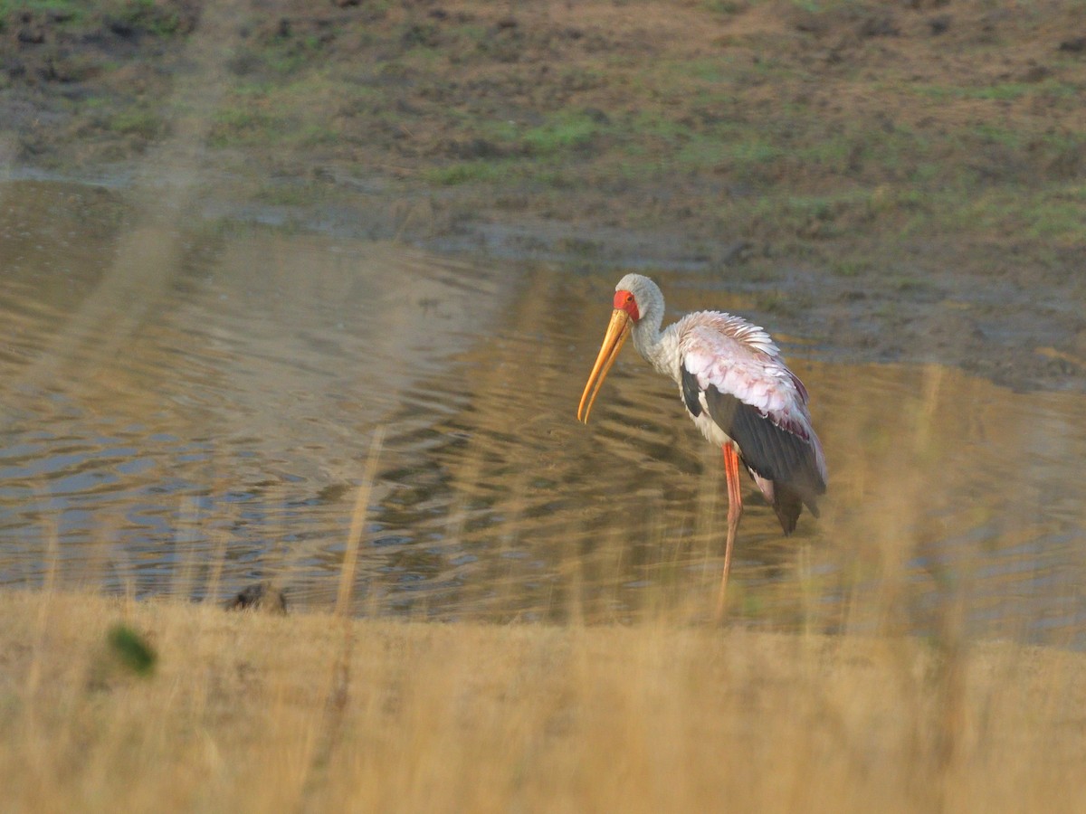 Tantale ibis - ML642767906