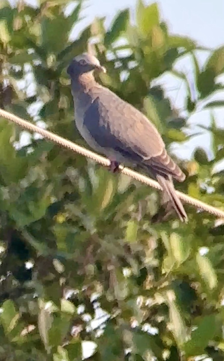 White-crowned Pigeon - ML642767921
