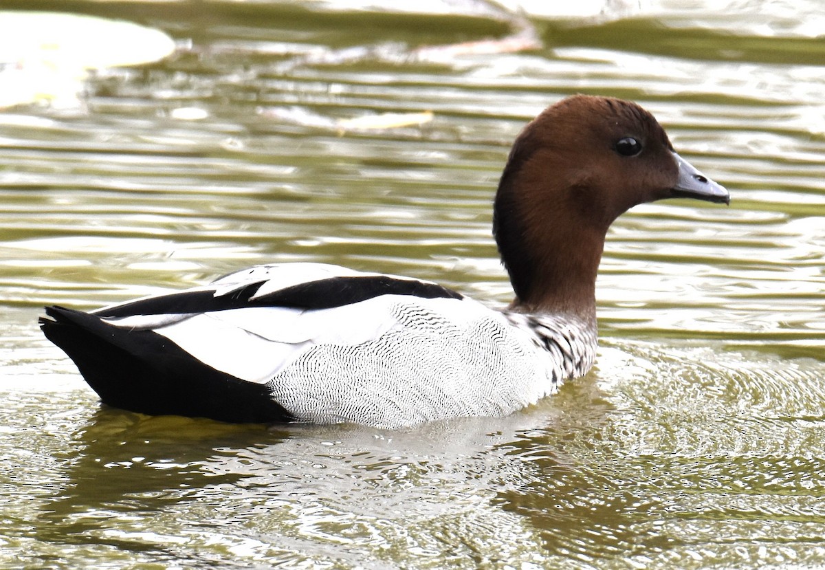 Maned Duck - ML642767932