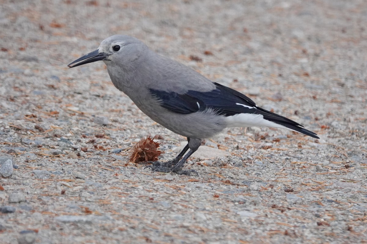 Clark's Nutcracker - ML642767945