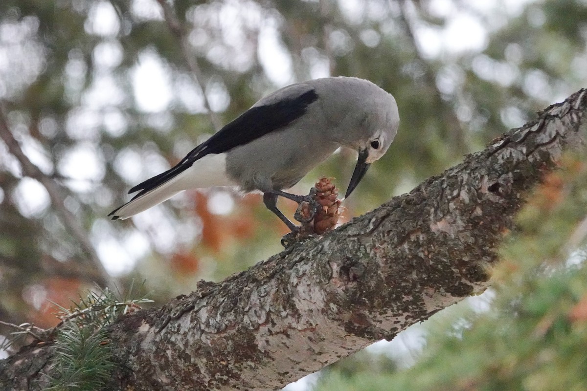 Clark's Nutcracker - ML642767946