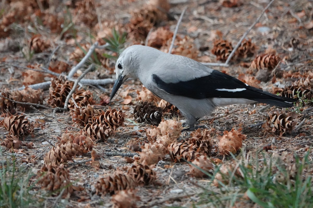 Clark's Nutcracker - ML642767947