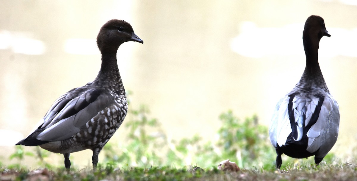 Maned Duck - ML642767961