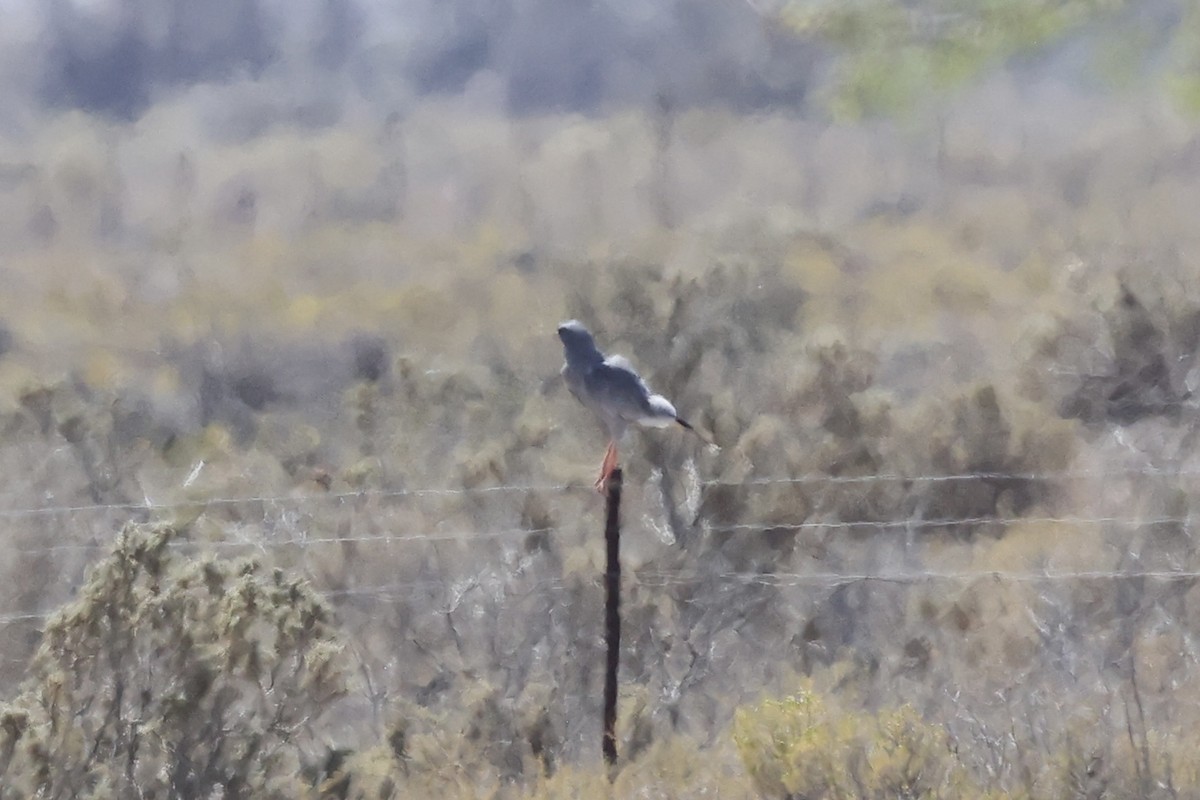 Pale Chanting-Goshawk - ML642767964