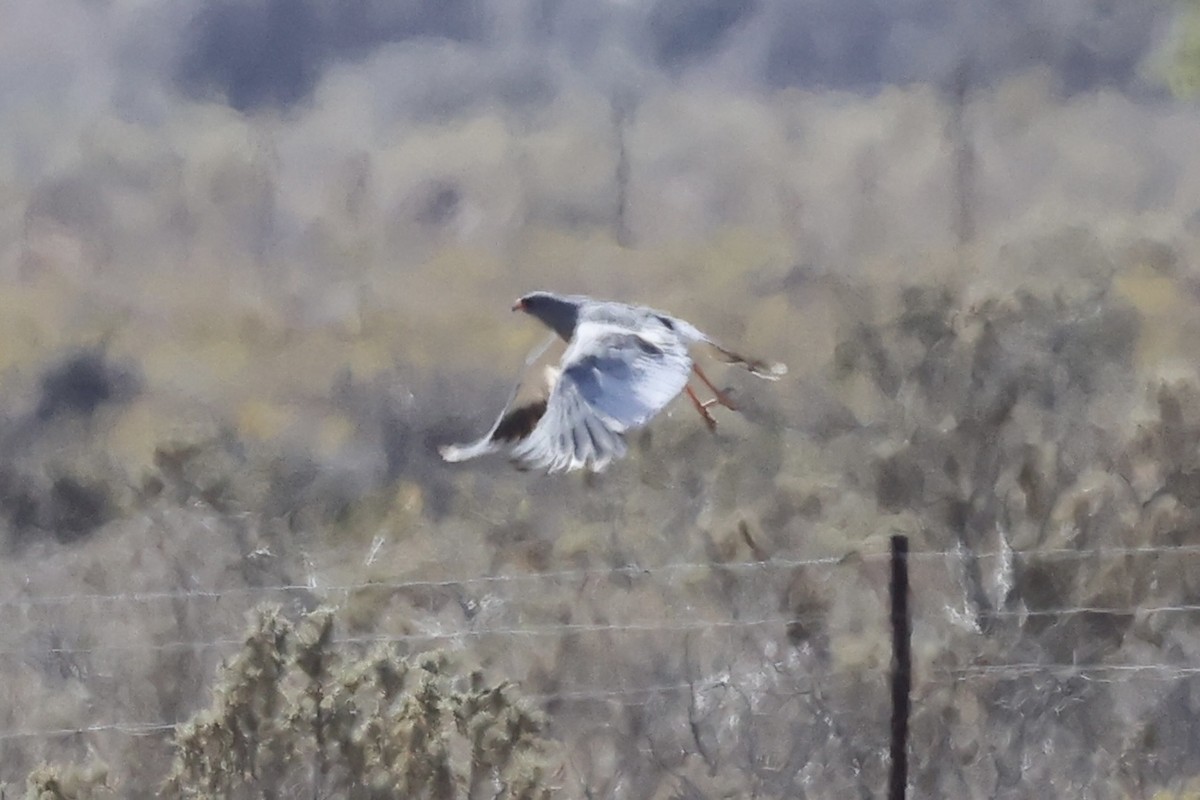 Pale Chanting-Goshawk - ML642767965