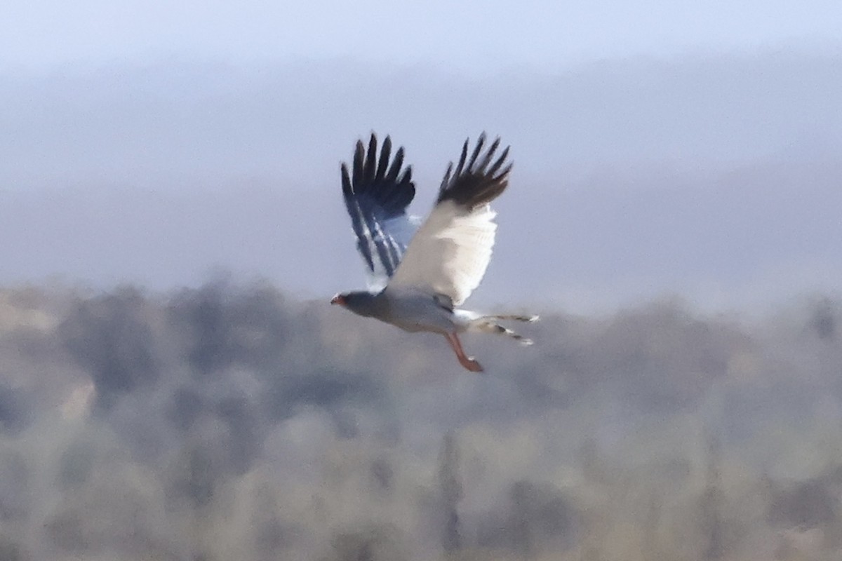 Pale Chanting-Goshawk - ML642767966