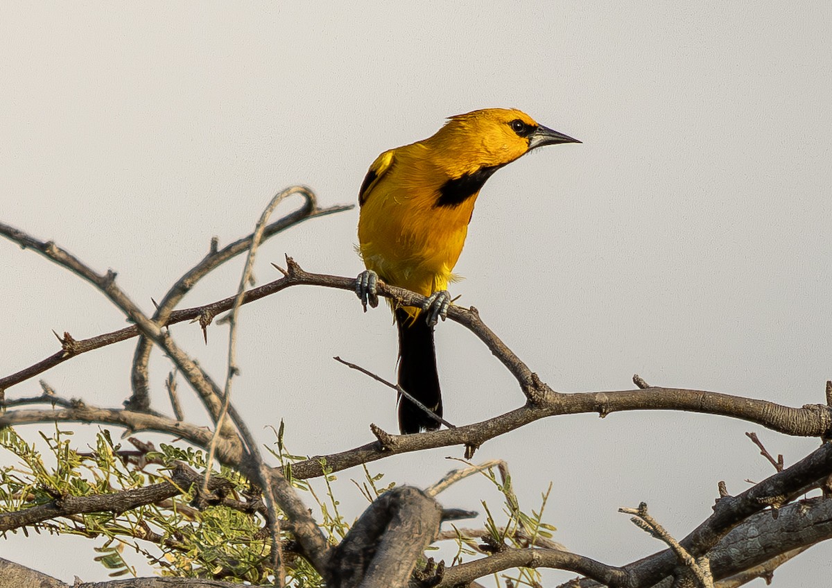 Yellow Oriole - ML642767973