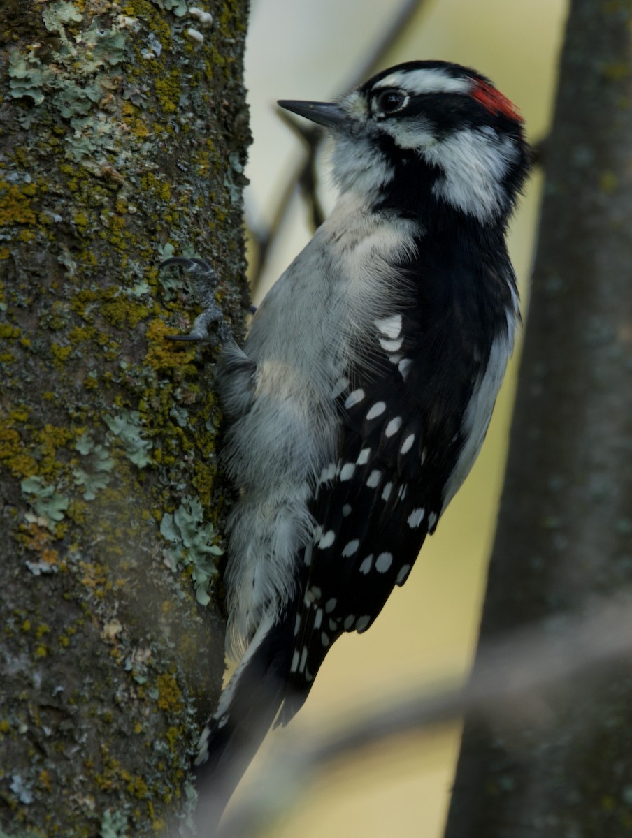 Downy Woodpecker - ML642768000