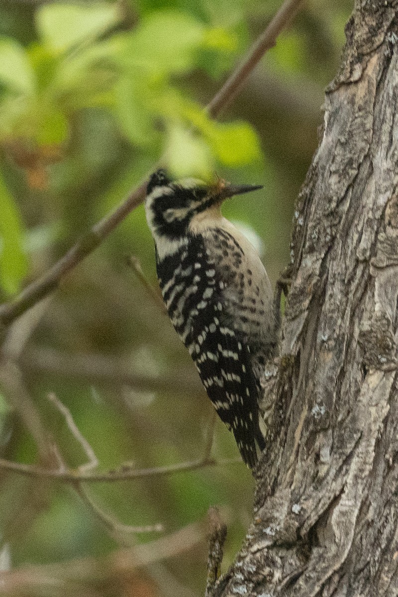 Nuttall's Woodpecker - ML642768002