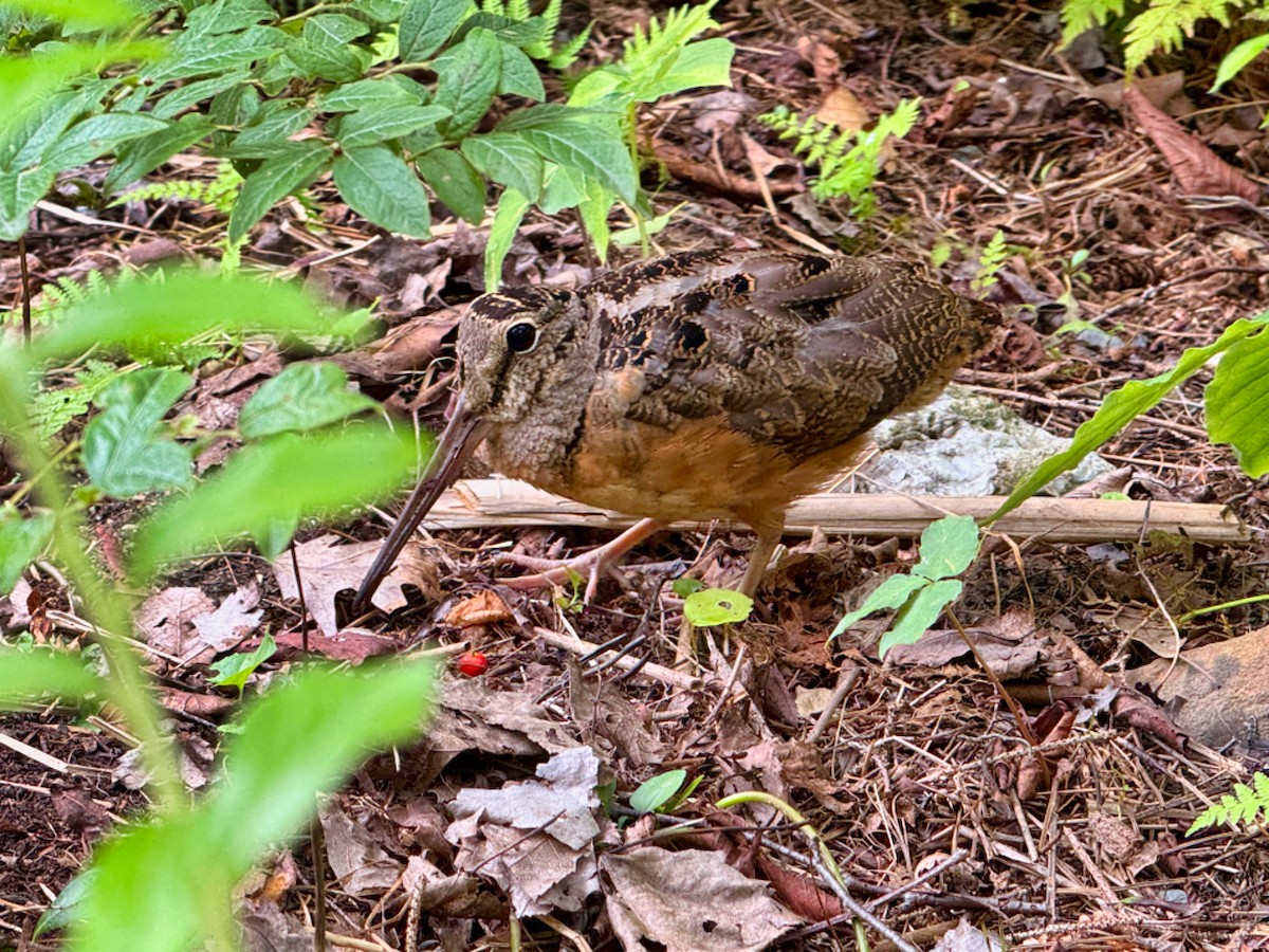 American Woodcock - ML642768017