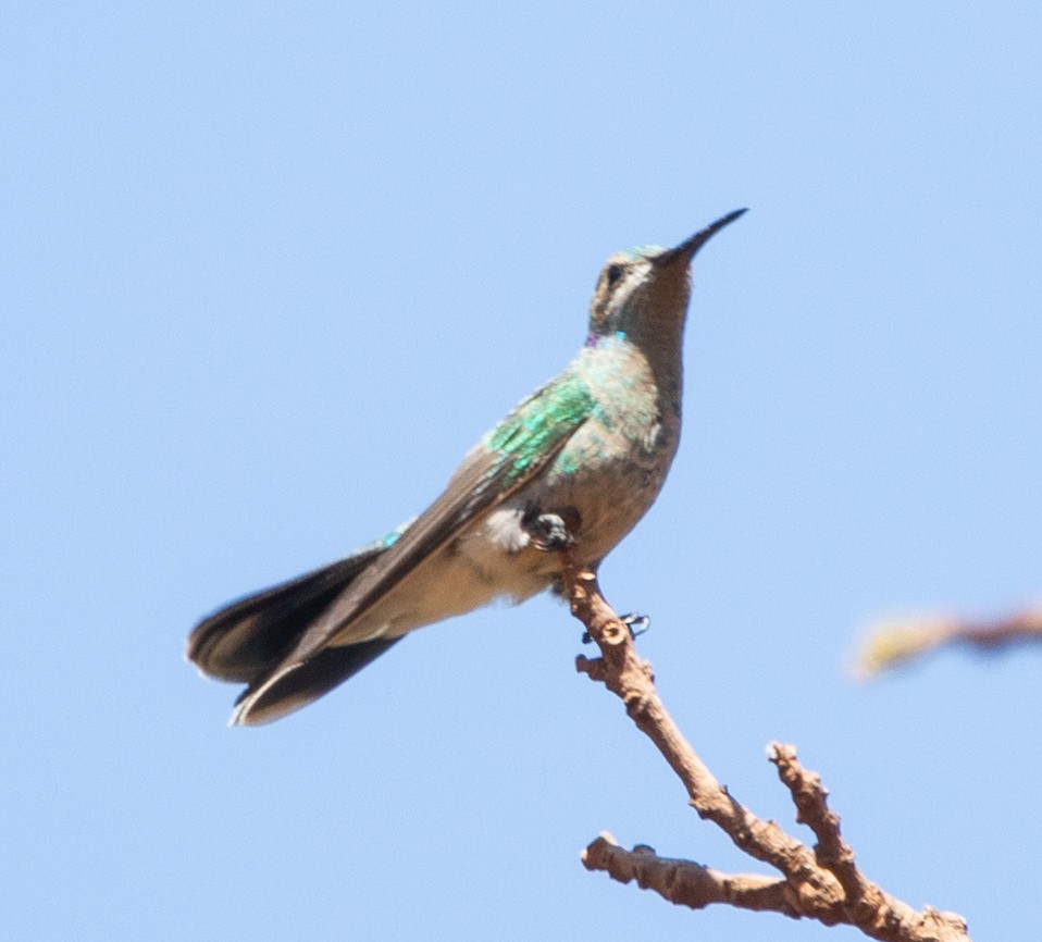 White-vented Violetear - ML642768020