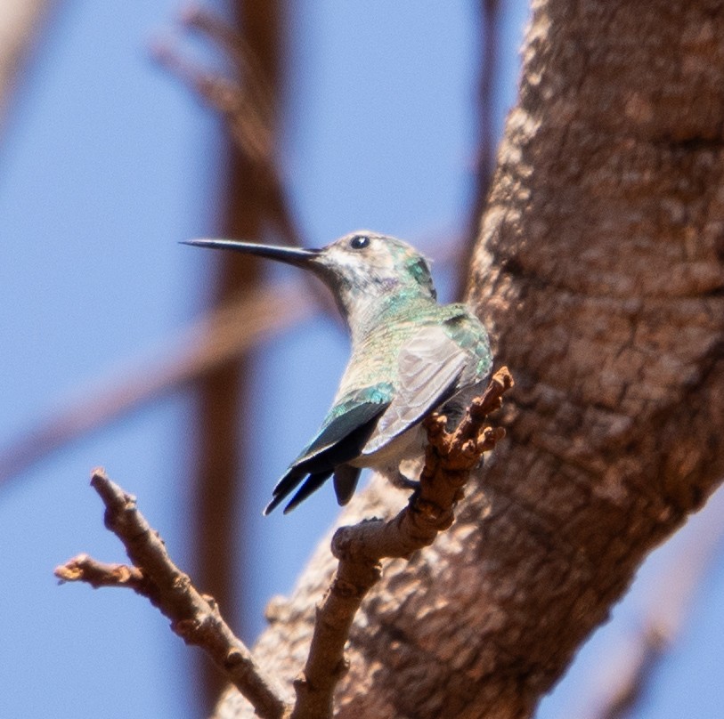 White-vented Violetear - ML642768021