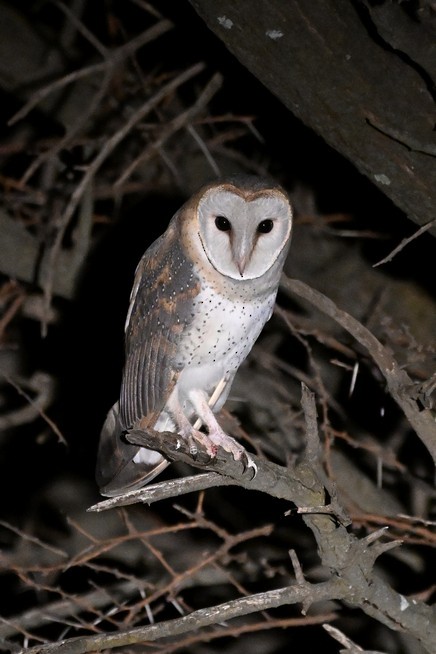 Western Barn Owl (African) - ML642768031
