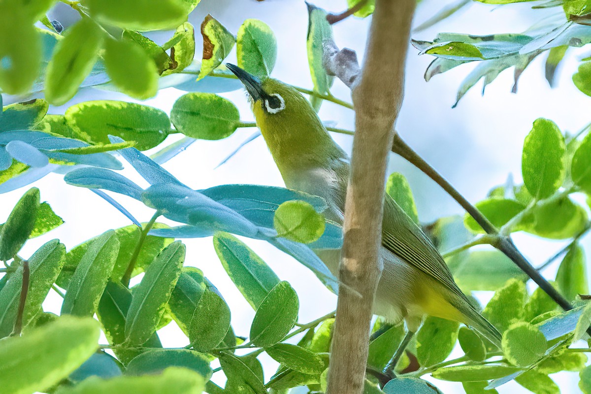 Swinhoe's White-eye - ML642768033