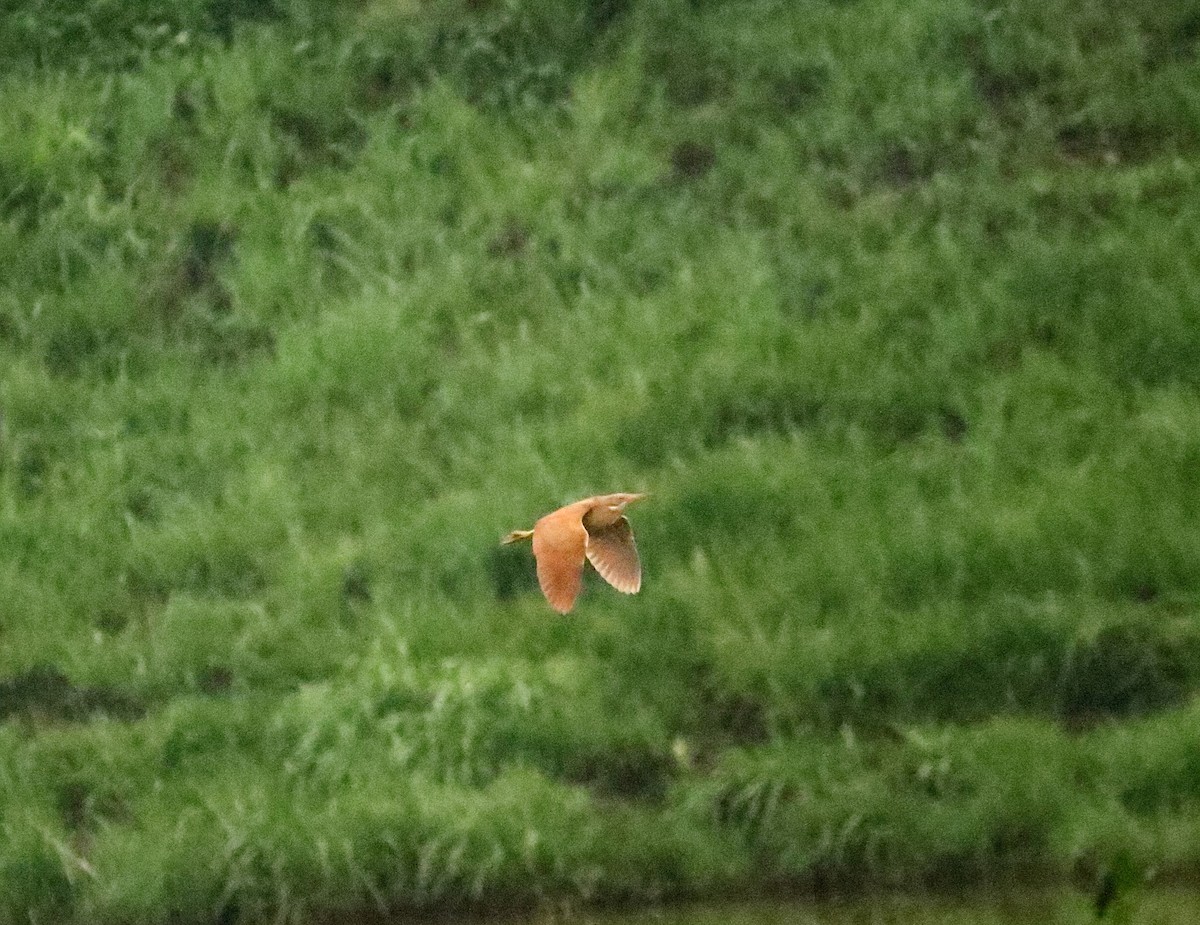 Cinnamon Bittern - ML642768034