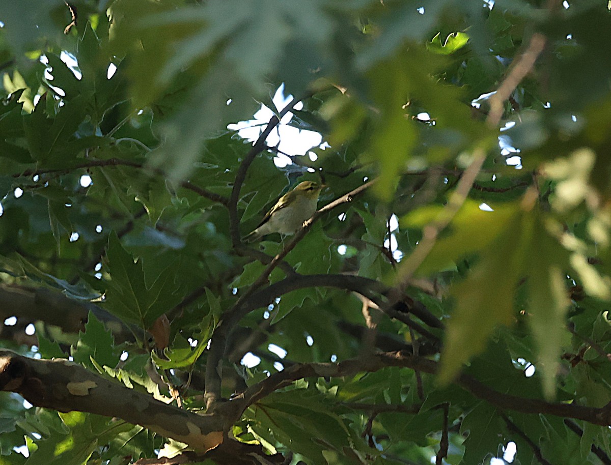 Mosquitero Silbador - ML642768040