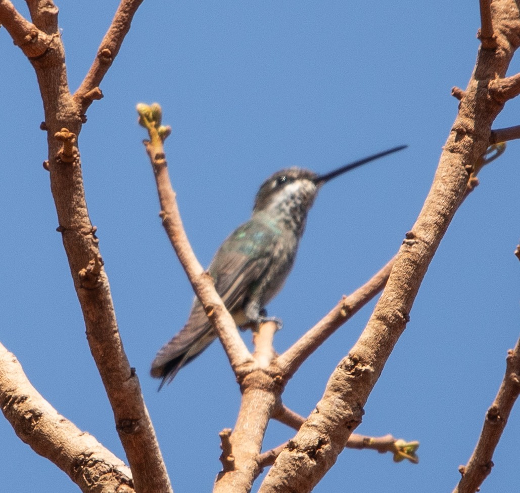 Stripe-breasted Starthroat - ML642768055