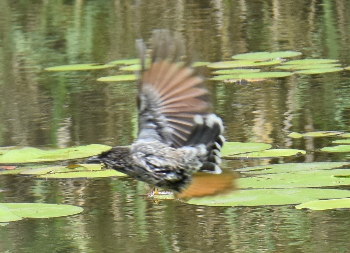 Little Wattlebird - ML642768060