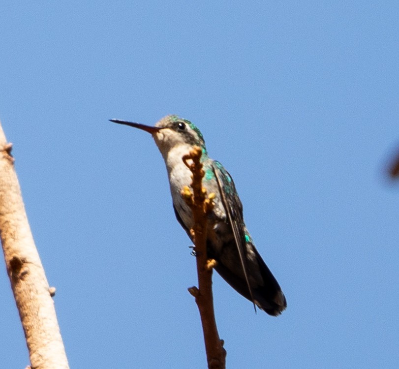 Glittering-bellied Emerald - ML642768070