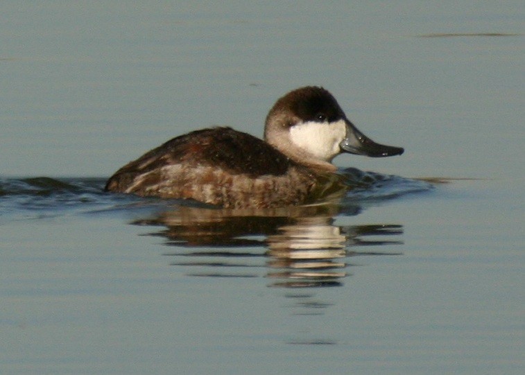 Ruddy Duck - ML642768071