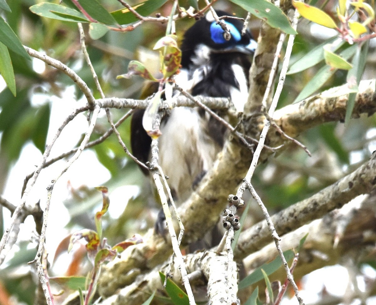 Blue-faced Honeyeater - ML642768078