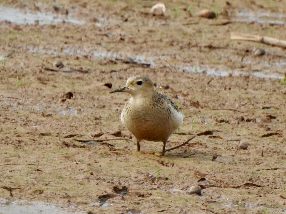 Buff-breasted Sandpiper - Nan Dewire