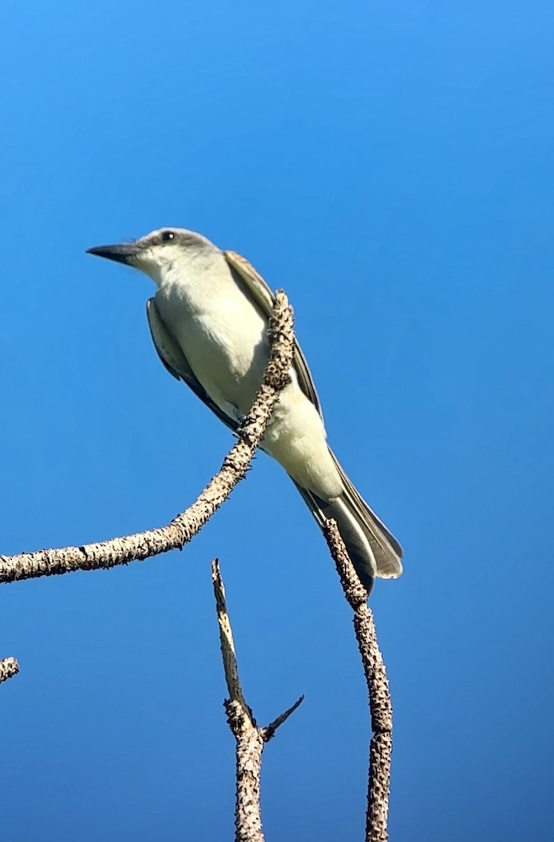 Gray Kingbird - ML642768088