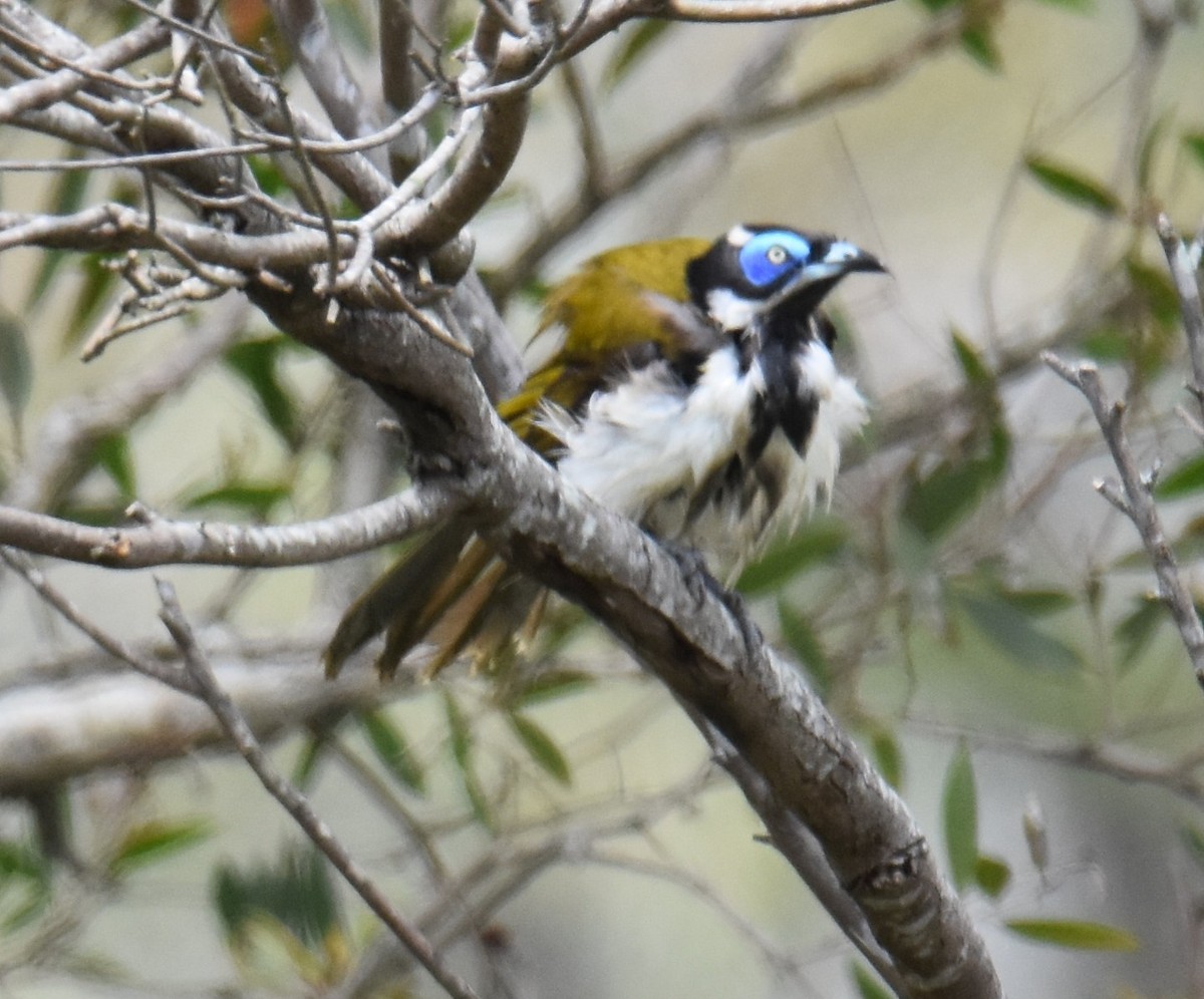 Blue-faced Honeyeater - ML642768097