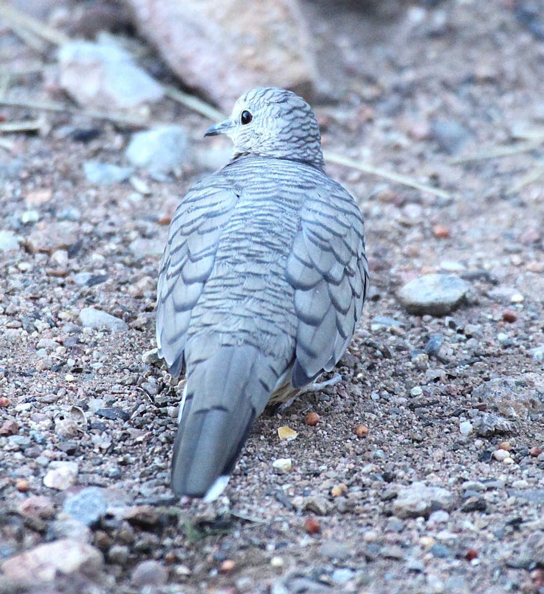 Inca Dove - ML642768098