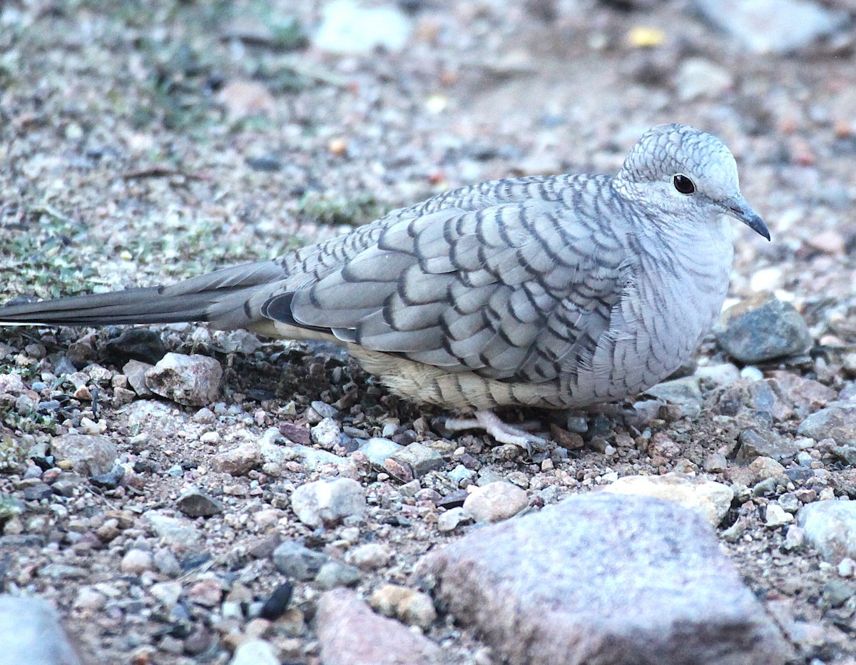Inca Dove - ML642768099