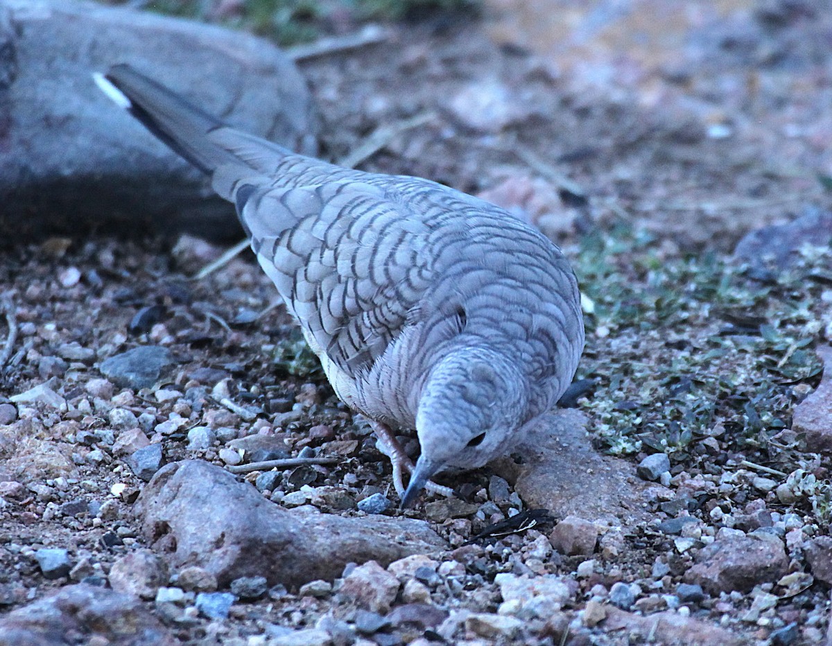 Inca Dove - ML642768100