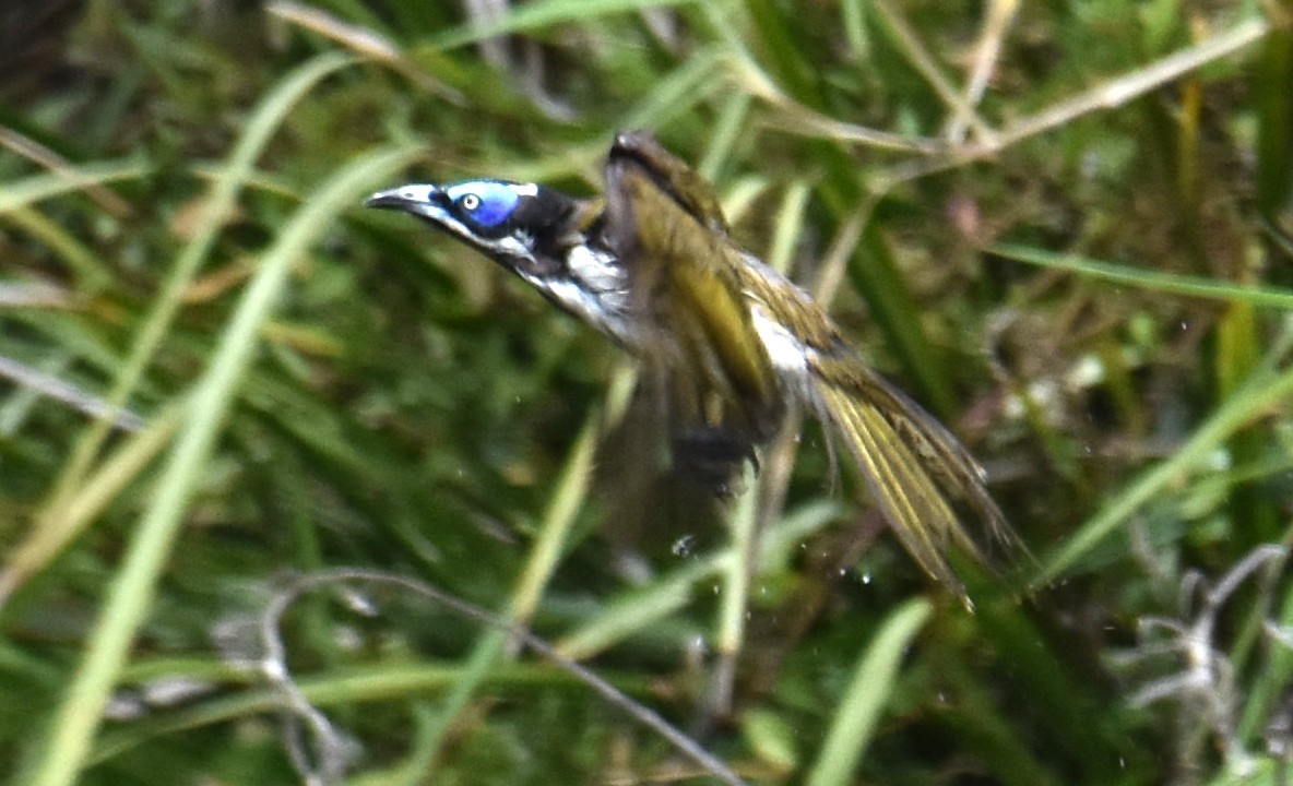 Blue-faced Honeyeater - ML642768103