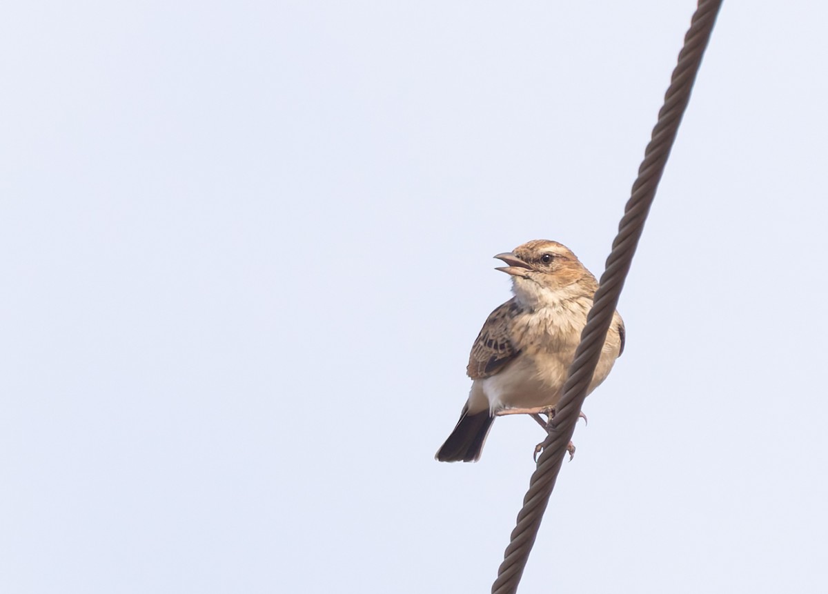 Fawn-colored Lark - ML642768105