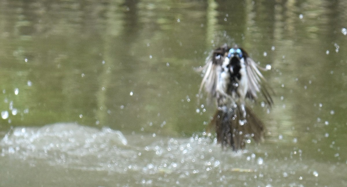 Blue-faced Honeyeater - ML642768107