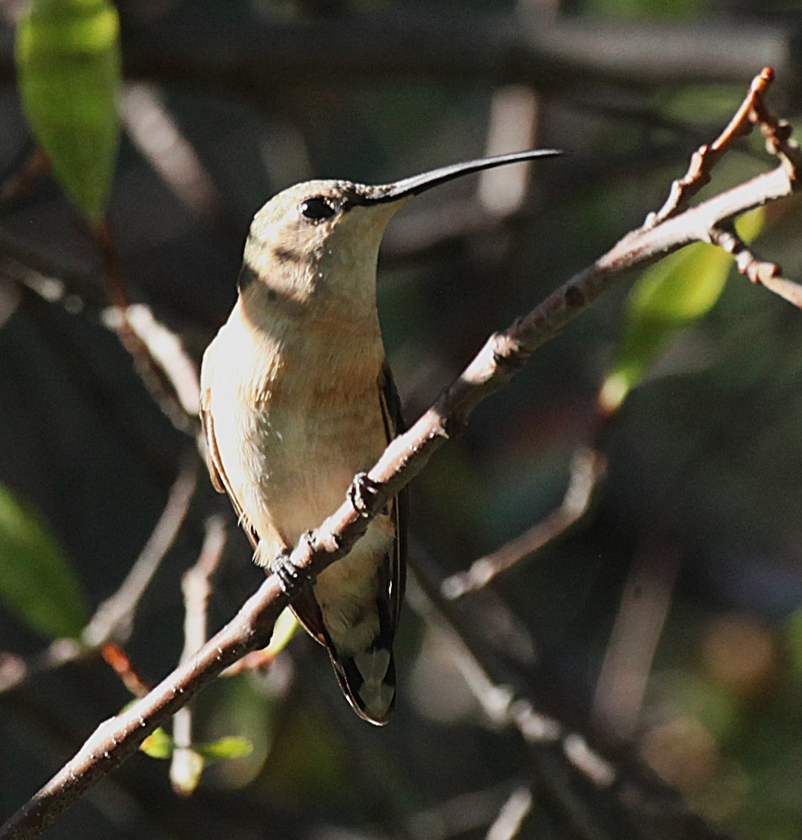 Işıldayan Kolibri - ML642768118