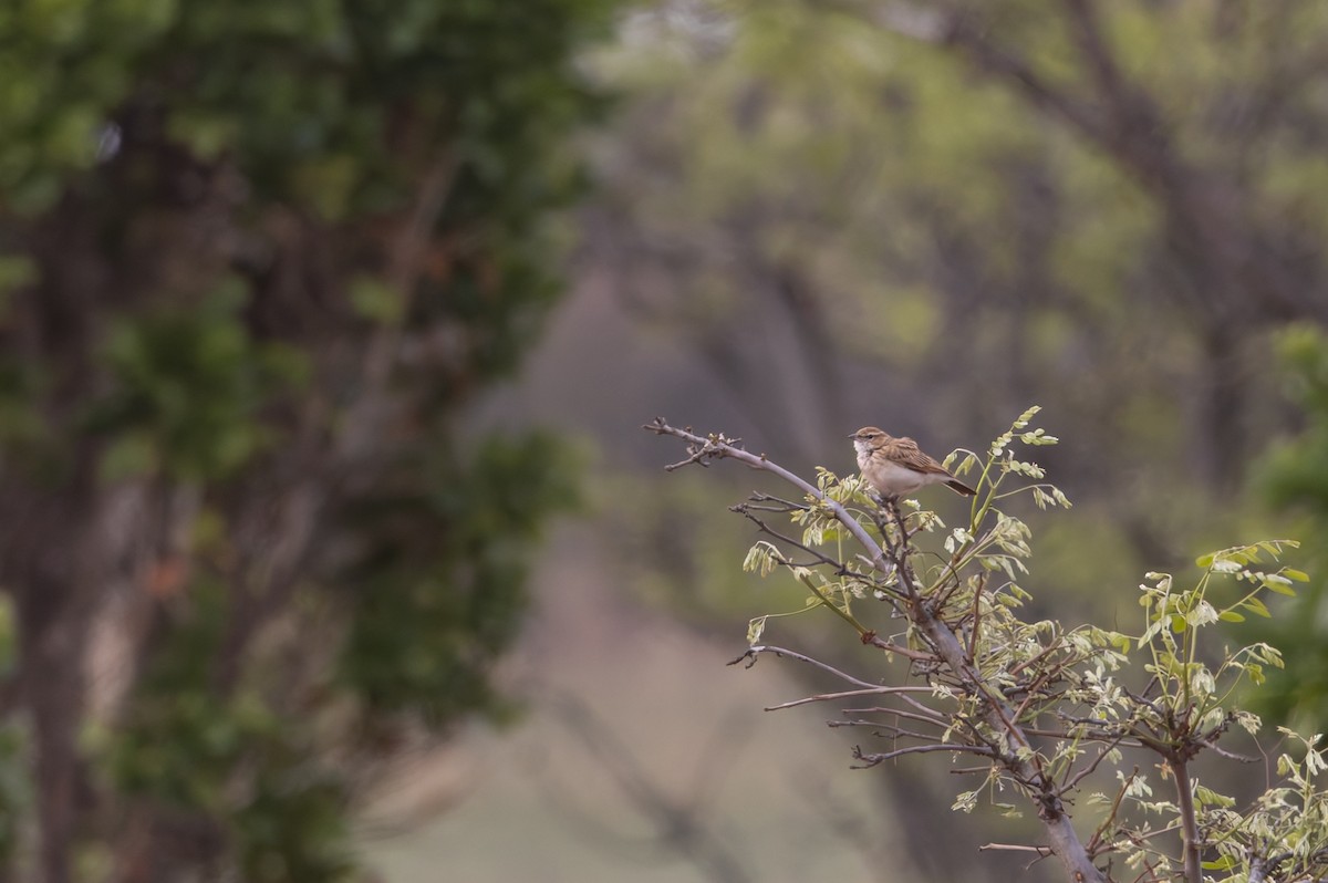 Fawn-colored Lark - ML642768120