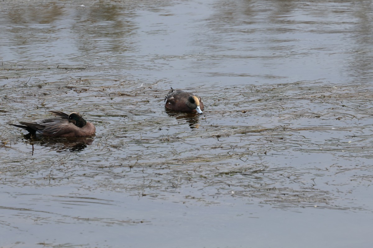 American Wigeon - ML642768123