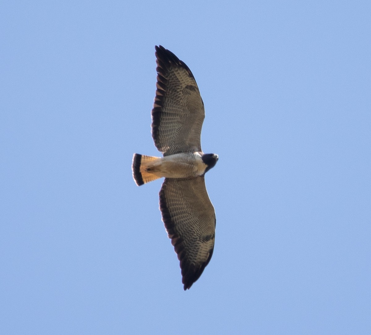 White-tailed Hawk - ML642768130