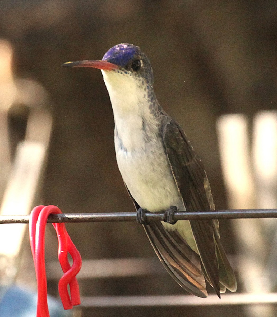 Violet-crowned Hummingbird - ML642768139