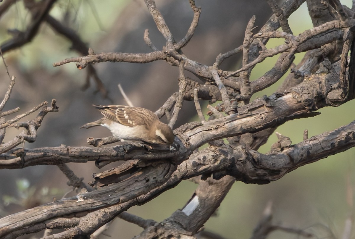 Yellow-throated Bush Sparrow - ML642768144