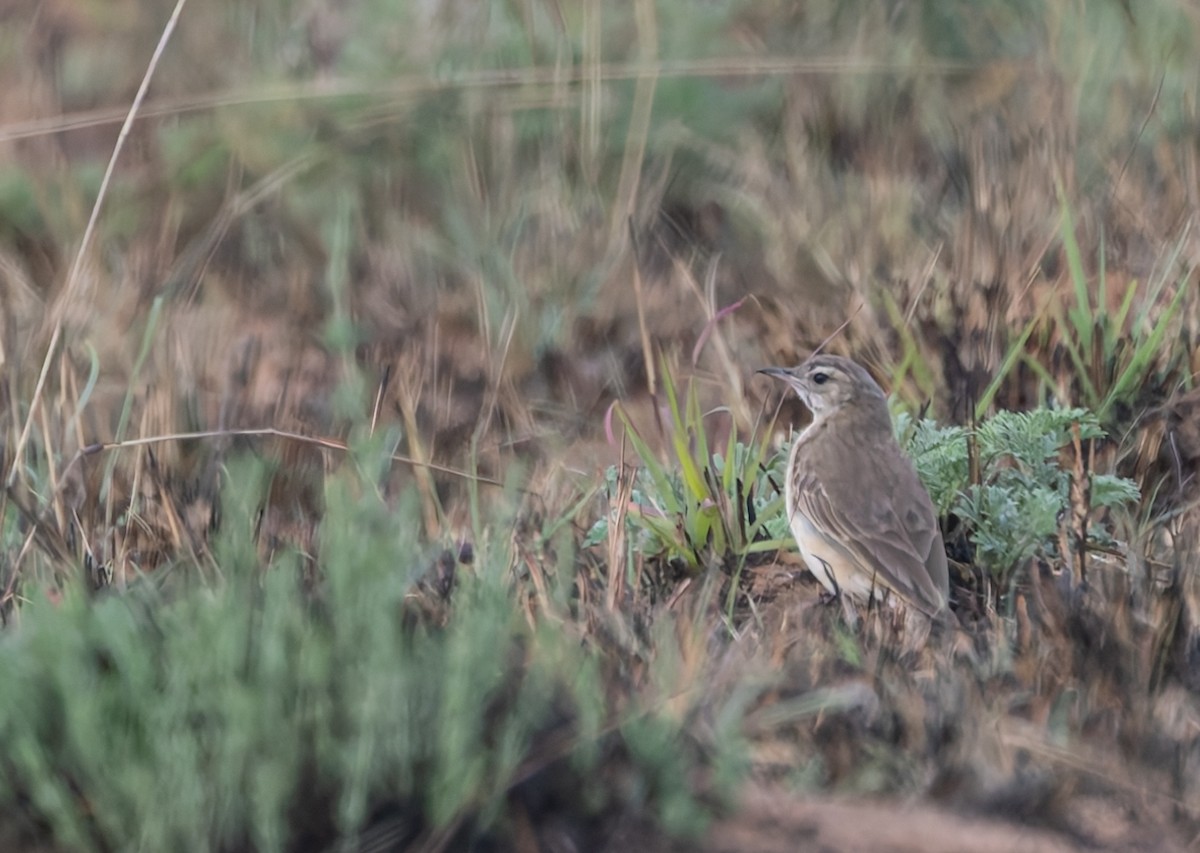 Buffy Pipit - ML642768151