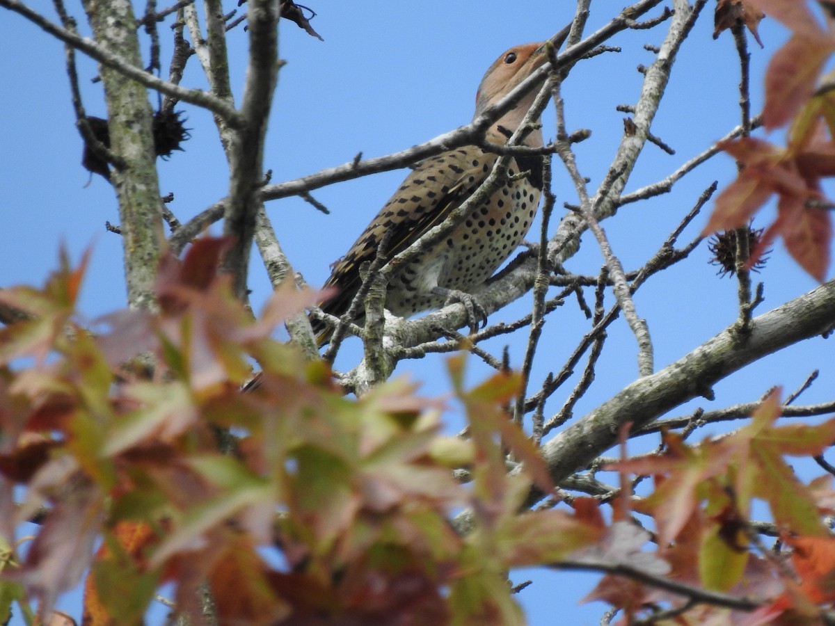 Northern Flicker (Yellow-shafted) - ML642768154