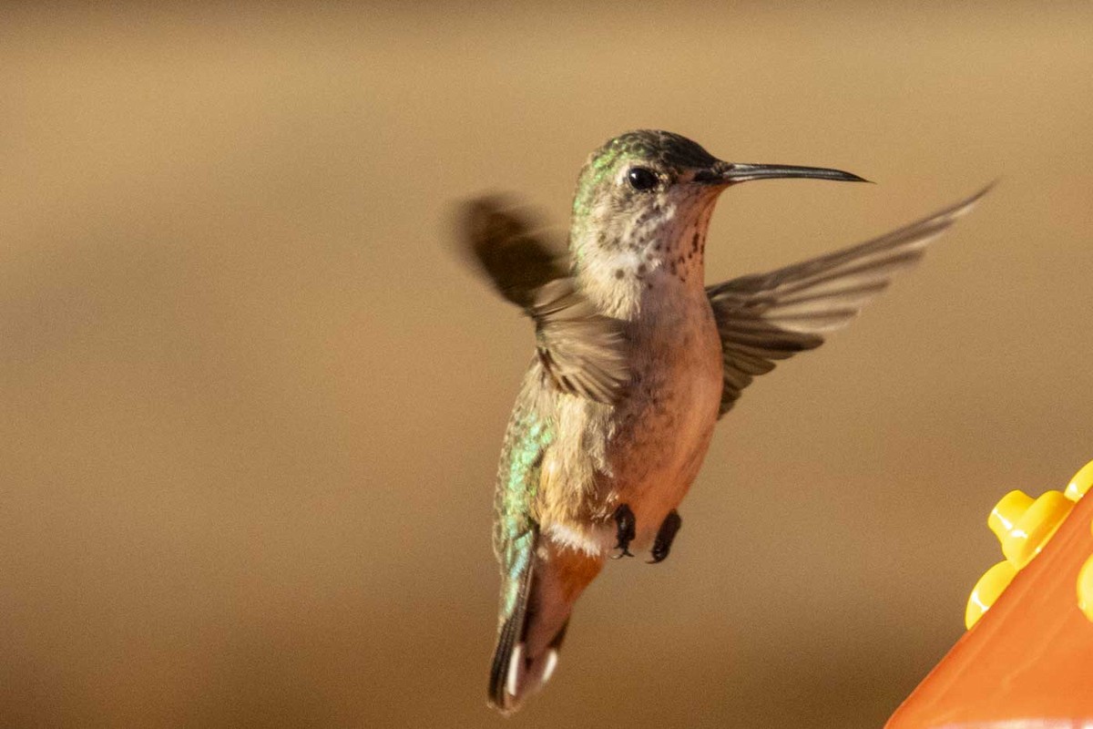 Rufous Hummingbird - ML642768156