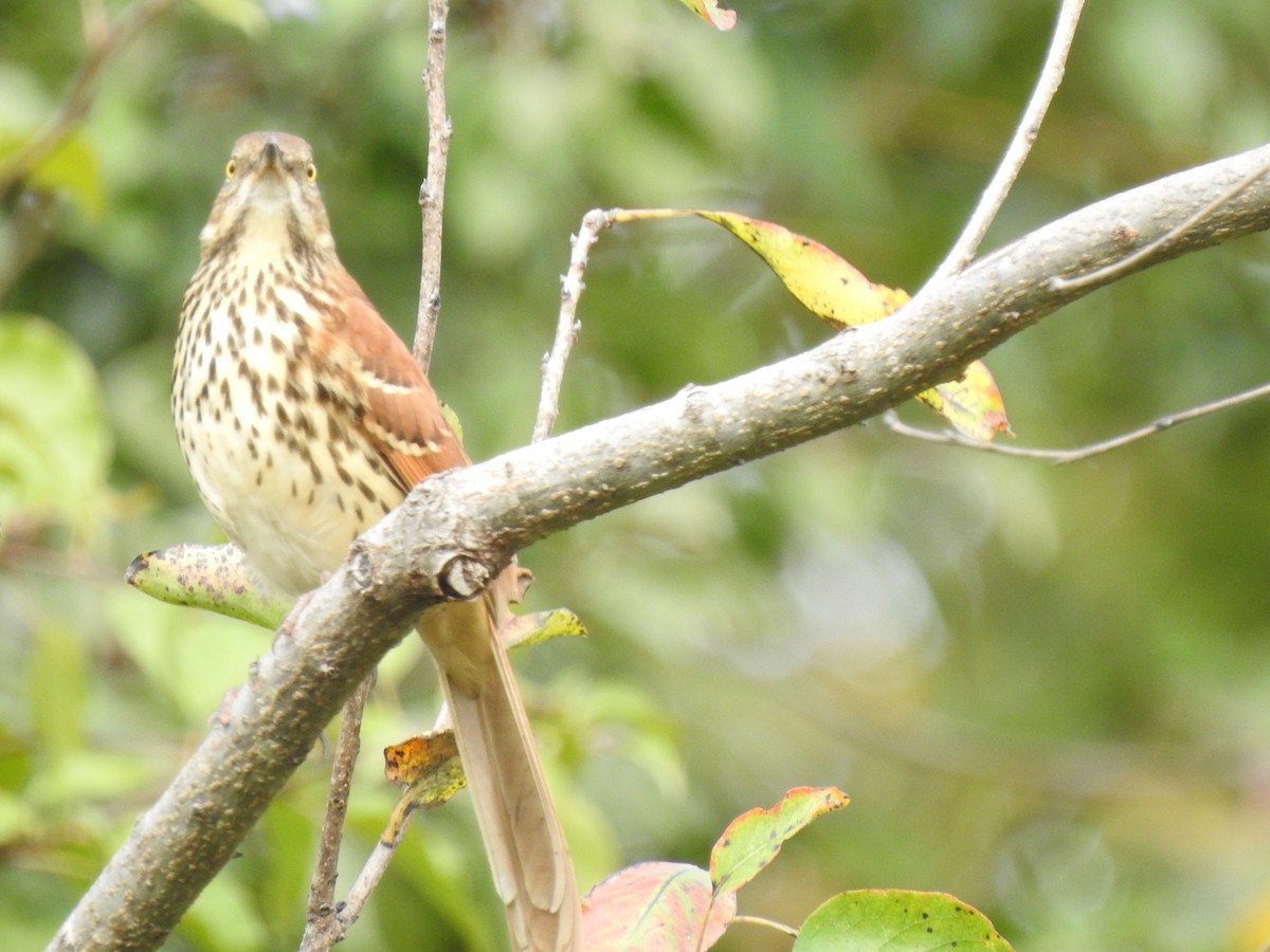 Brown Thrasher - ML642768161