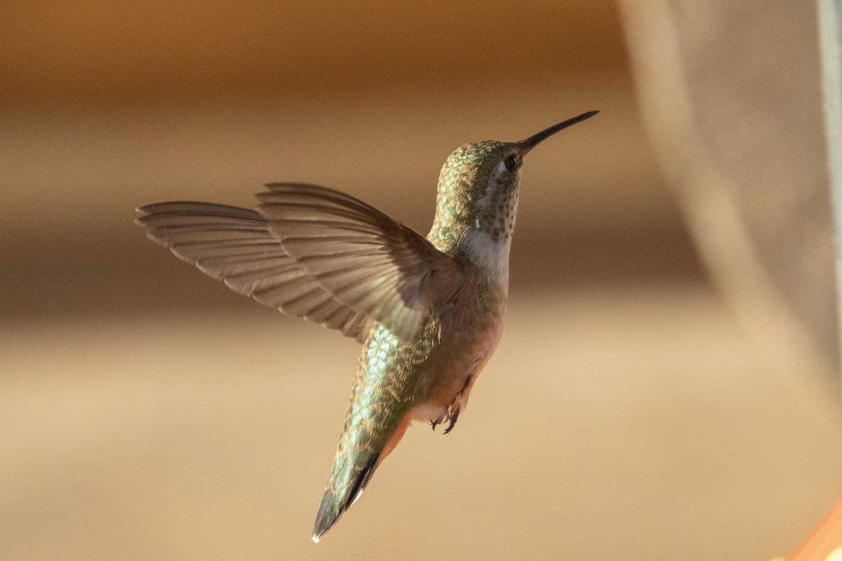 Rufous Hummingbird - ML642768164