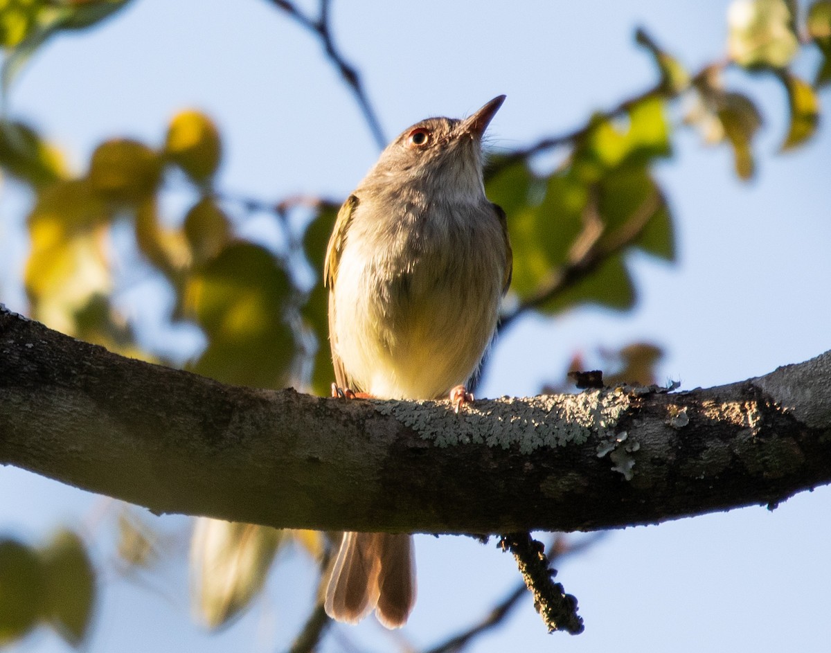 Pearly-vented Tody-Tyrant - ML642768166
