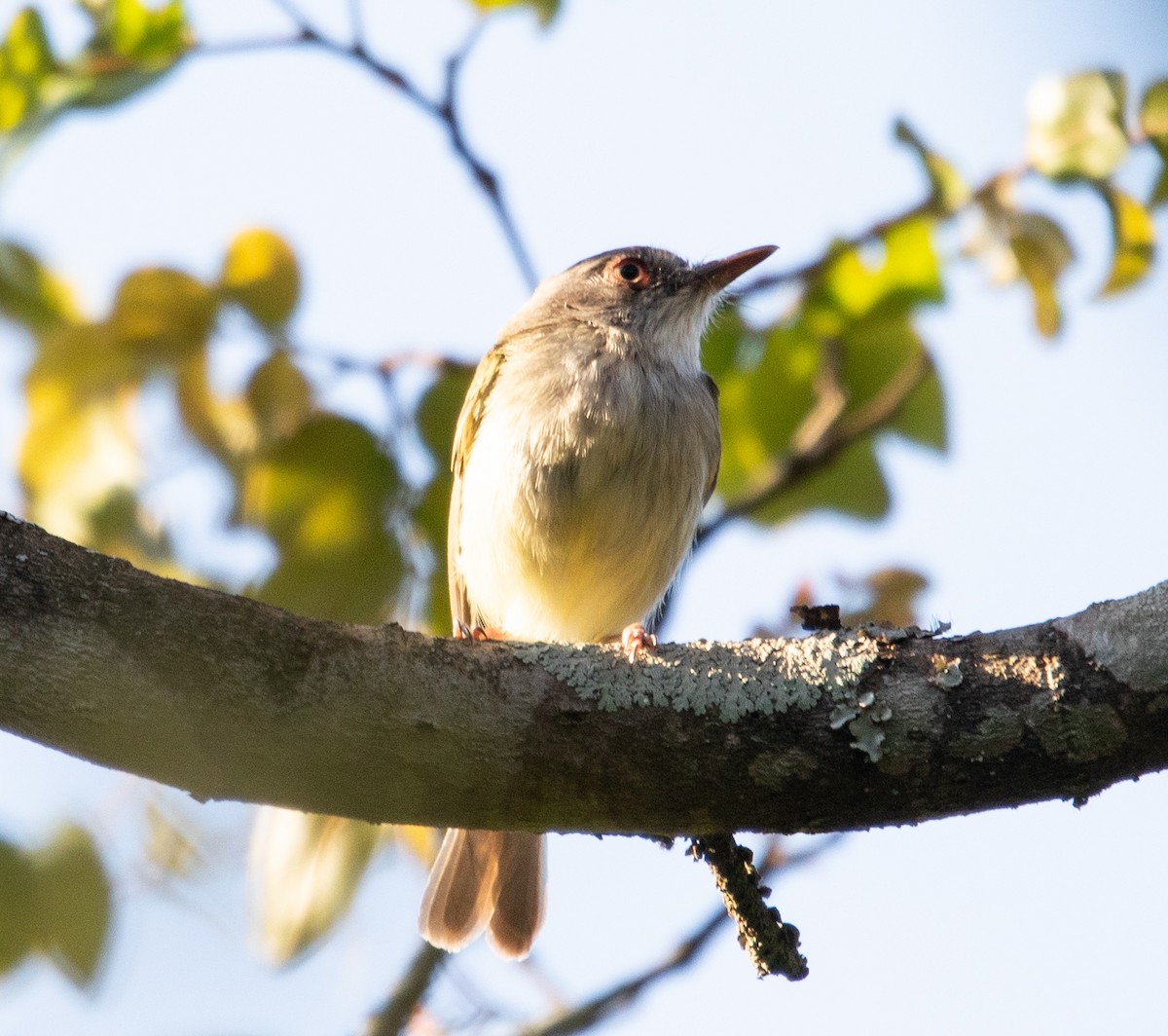 Pearly-vented Tody-Tyrant - ML642768167