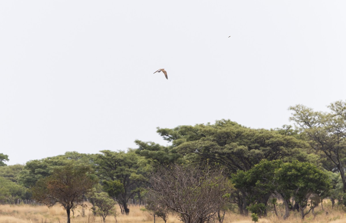 Greater Kestrel - ML642768183
